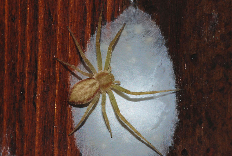 Philodromus sp.; Linyphia sp.; Diaea dorsata